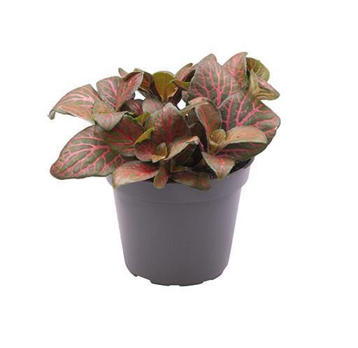 <h4>FITTONIA VERSCHAFFELTII p6 red</h4>
