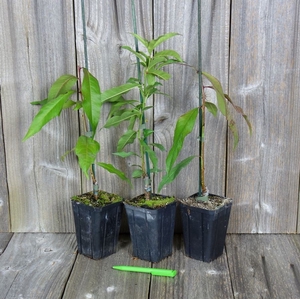 Prunus persica