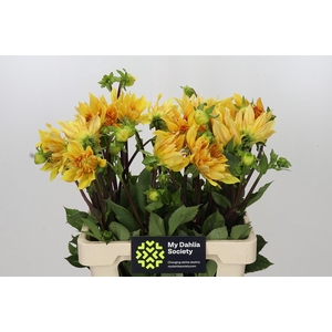 Dahlia Gelber Vulcan