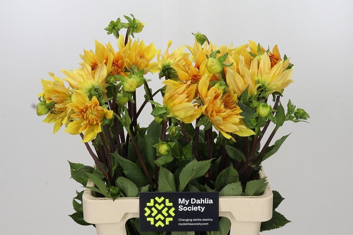 <h4>Dahlia Gelber Vulcan</h4>