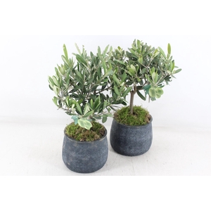 arr3 SN - Ker. dark pot duke L olijf