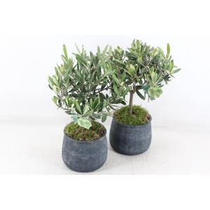 arr3 SN - Ker. dark pot duke L olijf