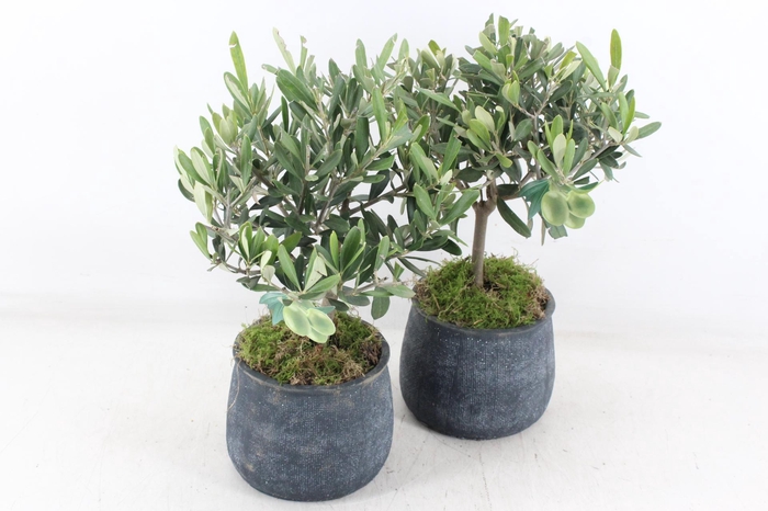 <h4>arr3 SN - Ker. dark pot duke L olijf</h4>