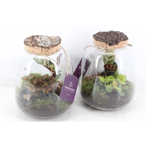 arr3 WR - Terrarium Hyperion