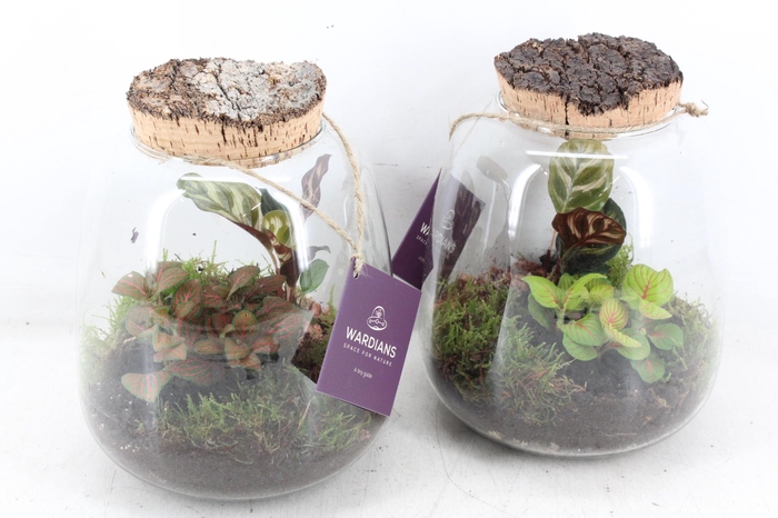 <h4>arr3 WR - Terrarium Hyperion</h4>