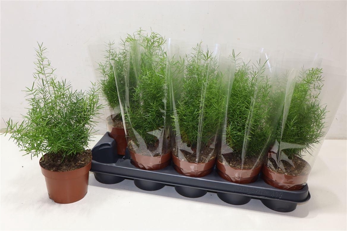 <h4>Aspar D Sprengeri</h4>