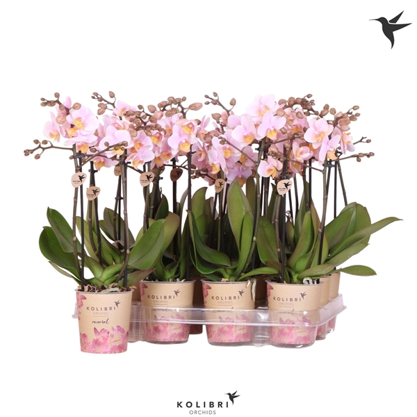<h4>Kolibri Orchids Phalaenopsis Pink 2 spike</h4>