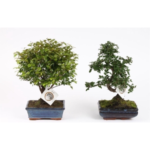 Bonsai (Outdoor) Gemengd Keramiek