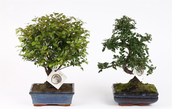 <h4>Bonsai (Outdoor) Gemengd Keramiek</h4>