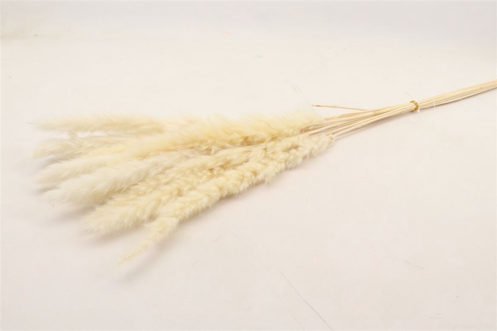 <h4>Bunch Fluffy Pampas Slv 70g L70</h4>