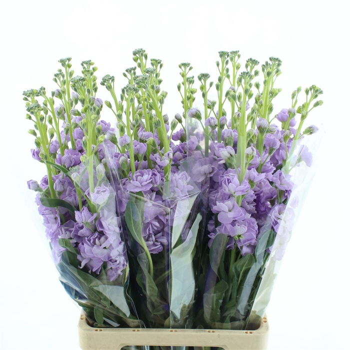 Matth Incana Iron Marine