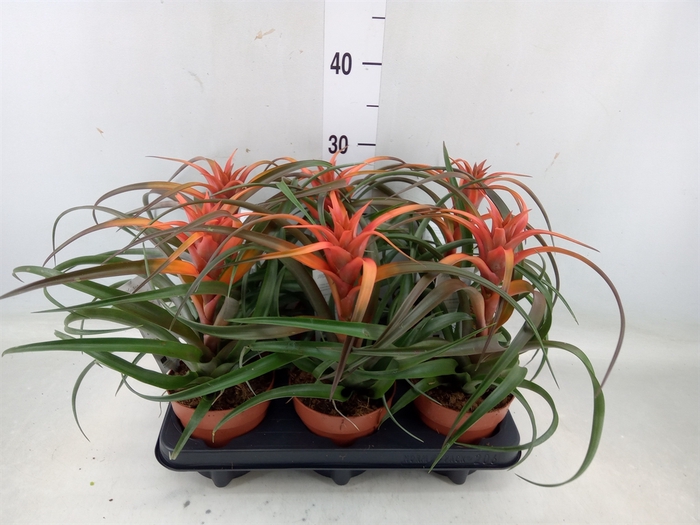 <h4>Tillandsia capitata 'Hermosa'</h4>