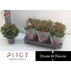 Kalanchoe double Rose Flowers Noelle