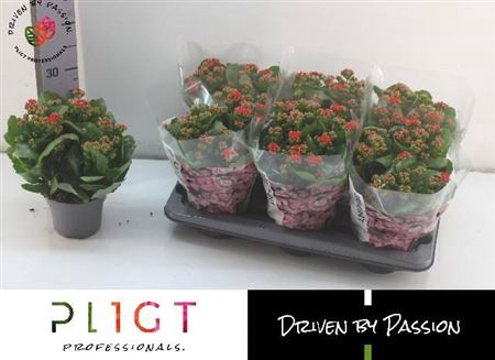 Kalanchoe double Rose Flowers Noelle
