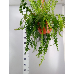 Epiphyllum anguliger