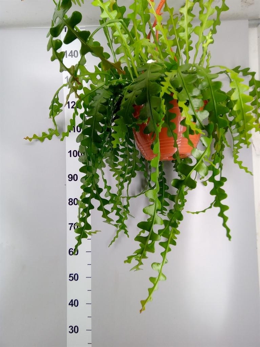 <h4>Epiphyllum anguliger</h4>