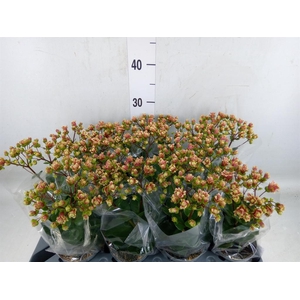 Kalanchoe   ...