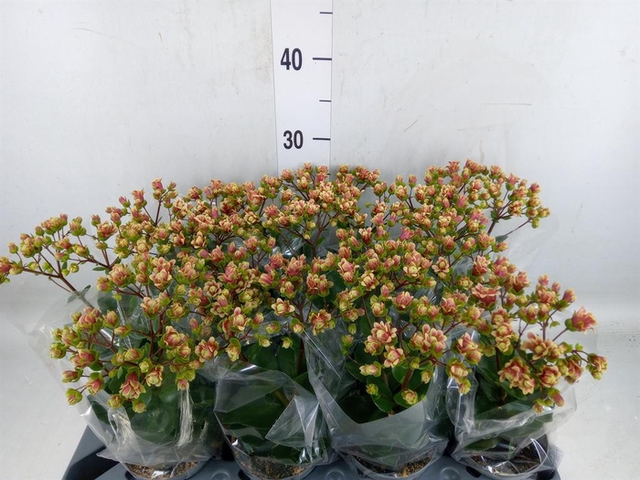 <h4>Kalanchoe   ...</h4>