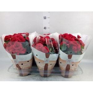 Begonia elat. DU 'Halo'