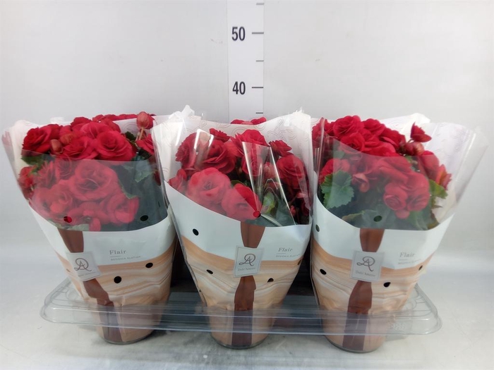 <h4>Begonia elat. DU 'Halo'</h4>