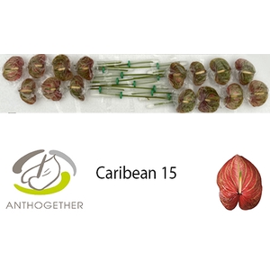 Anthurium Andreanum Grp Caribean