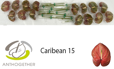<h4>Anthurium Andreanum Grp Caribean</h4>