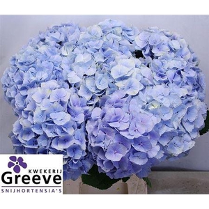 Hydr M Ch Verena Bl 60cm