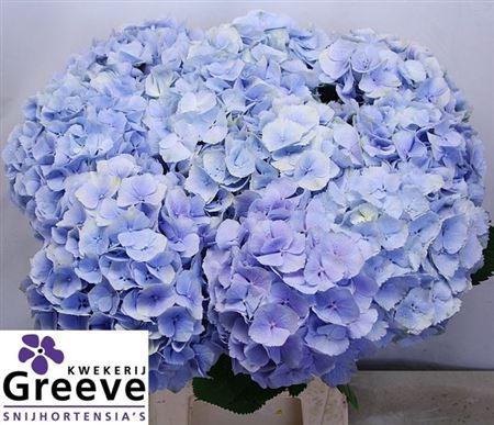 <h4>Hydr M Ch Verena Bl 60cm</h4>