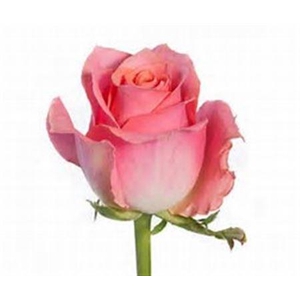 R Gr Ace Pink Bch (gg)