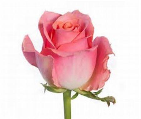 <h4>R Gr Ace Pink Bch (gg)</h4>