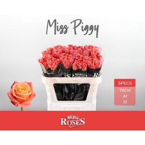 Rozen R GR Miss Piggy