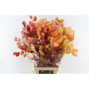 Beuk Beech Stab. Autumno