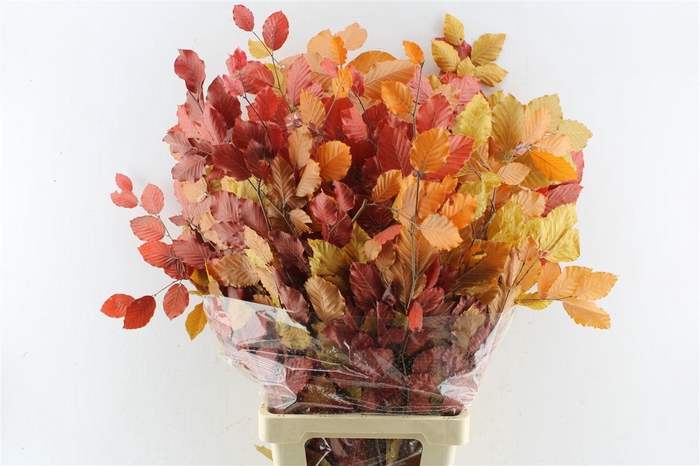 <h4>Beuk Beech Stab. Autumno</h4>