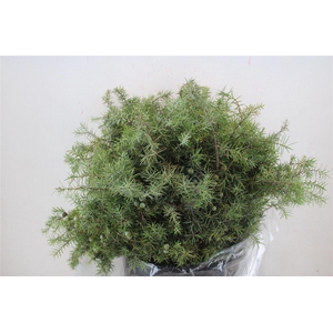 Jenever Berry P Bunch