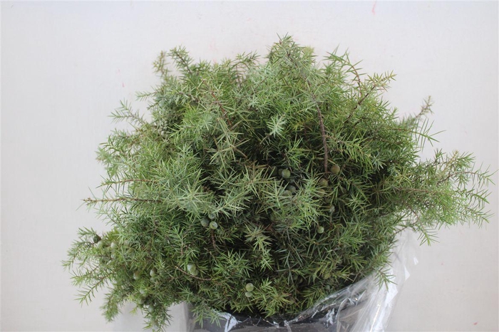 <h4>Jenever Berry P Bunch</h4>