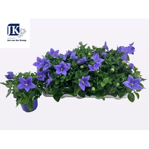 PLATYCO GR ASTRA BLU