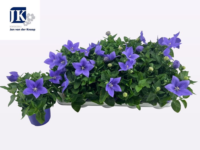 <h4>PLATYCO GR ASTRA BLU</h4>