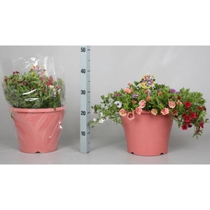 CALIB MINIF GEM POT
