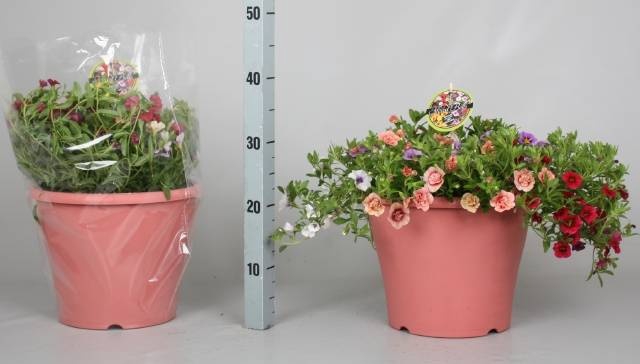 <h4>CALIB MINIF GEM POT</h4>