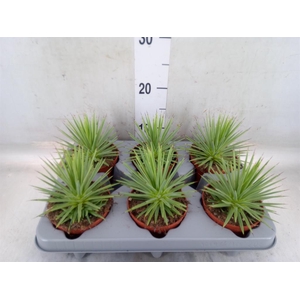 Agave stricta 'Nana'