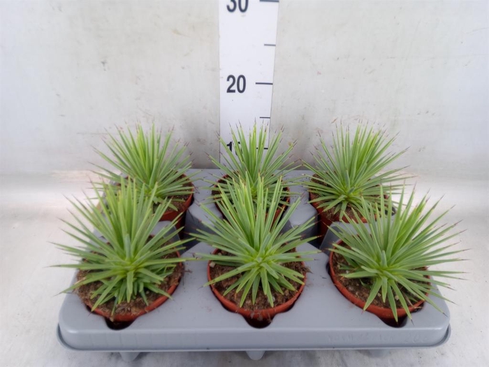 <h4>Agave stricta 'Nana'</h4>