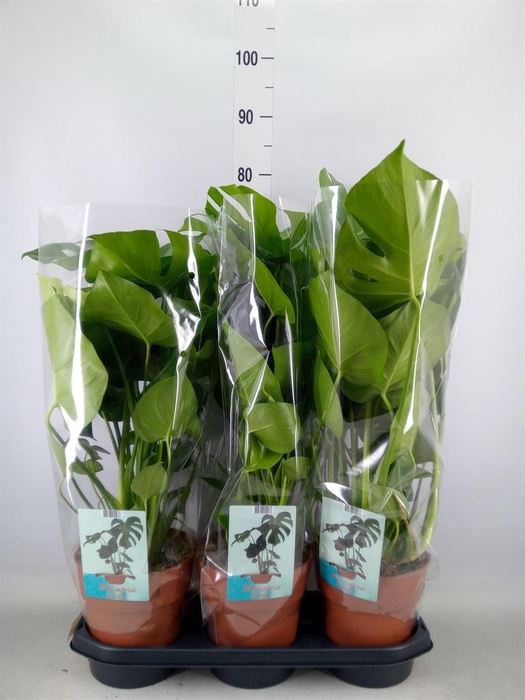 <h4>Monstera delic.</h4>