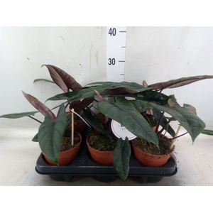 Alocasia   ...