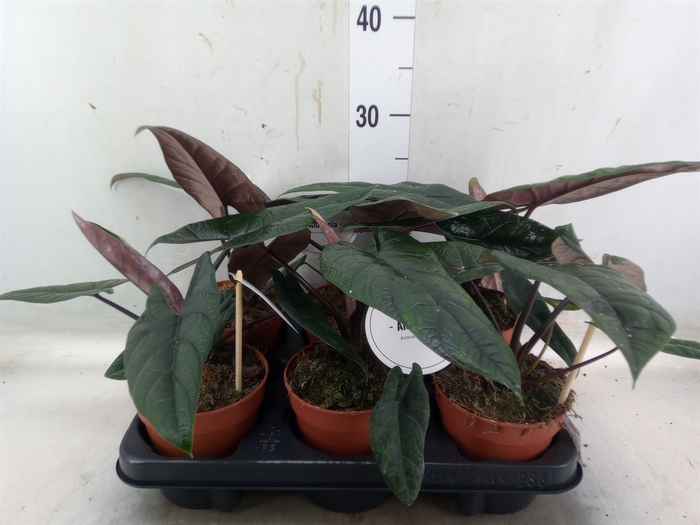 <h4>Alocasia   ...</h4>