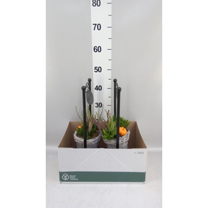 Arr.   Tuinplanten L%