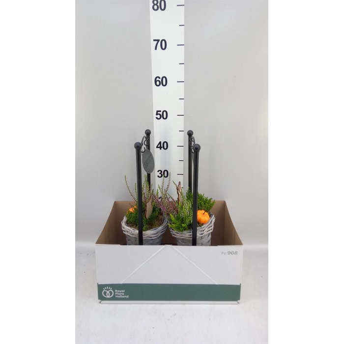 <h4>Arr.   Tuinplanten L%</h4>