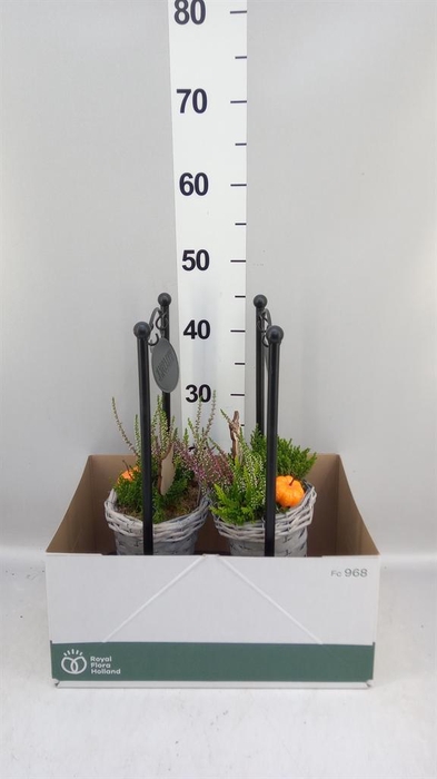 Arr.   Tuinplanten L%