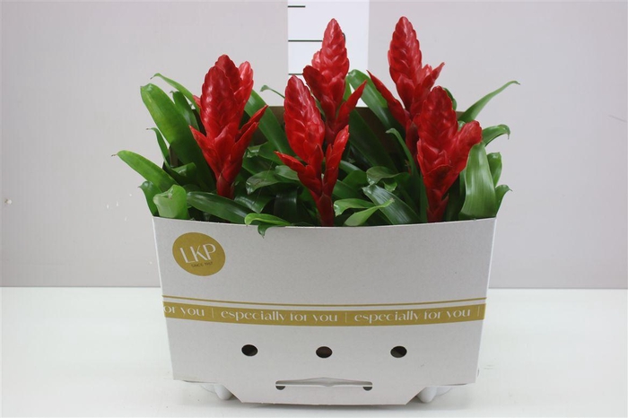 <h4>Vriesea Poelmanii</h4>