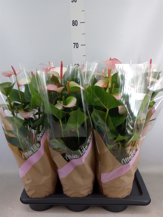 <h4>Anthurium  'Pr. Amalia Elegance'</h4>