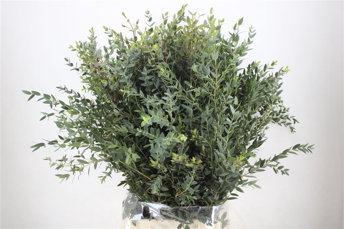 <h4>Euca Parvifolia 300gr P Bunch</h4>